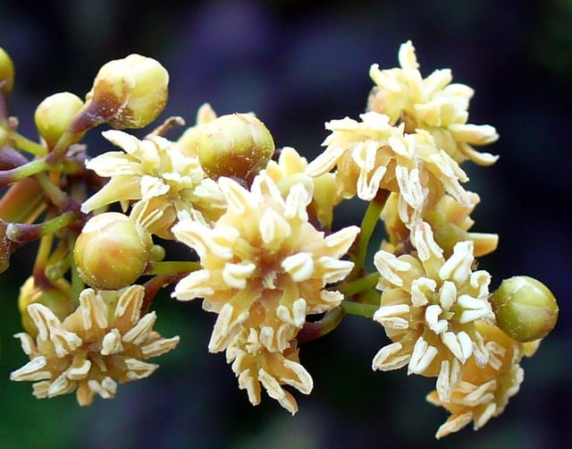 Amborella trichopoda may have characteristic features of the earliest flowering plants