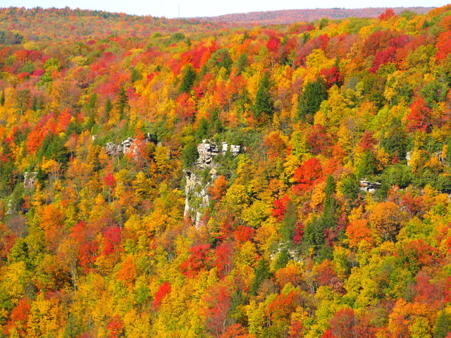 Blackwater Canyon during the fall