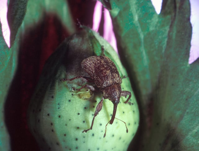 Cotton boll weevil