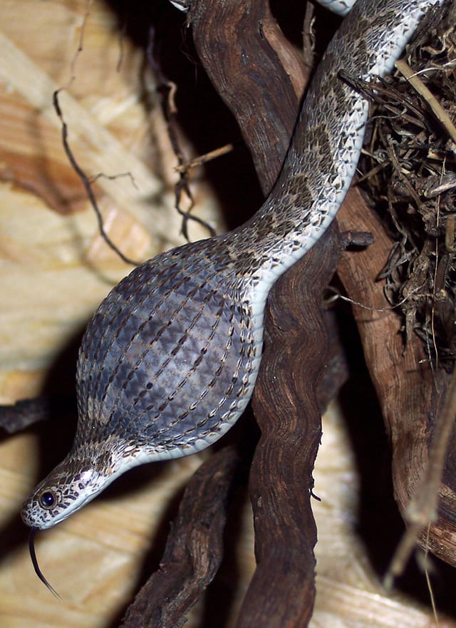 African egg-eating snake eating an egg