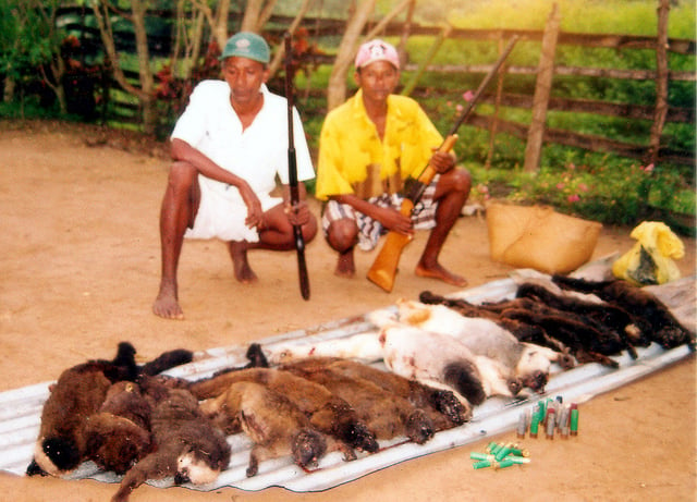Humans are known to hunt other primates for food, so-called bushmeat. Pictured are two men who have killed a number of silky sifaka and white-headed brown lemurs.