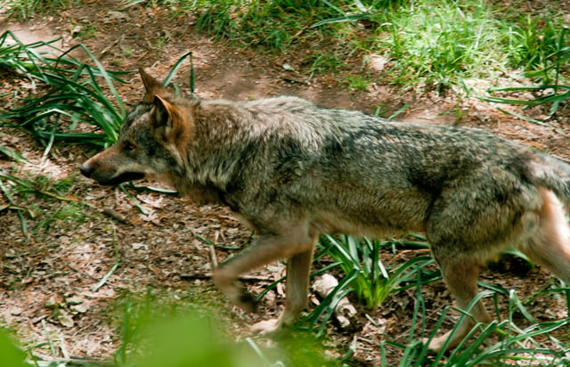 Iberian wolf, Galicia