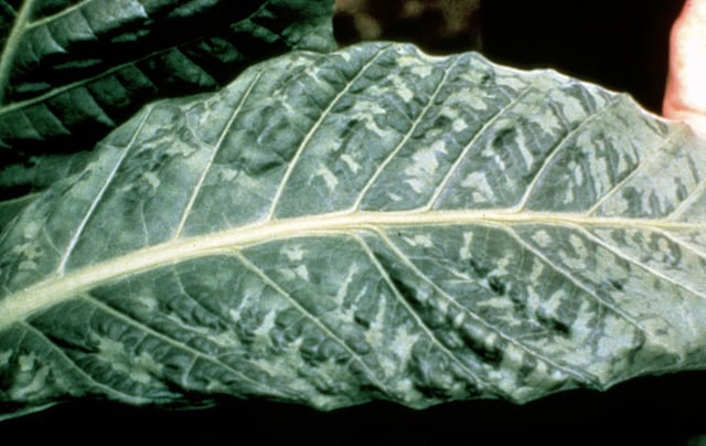 A tobacco plant infected with the tobacco mosaic virus