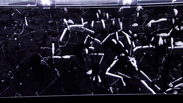 Alpha radiation detected in an isopropanol cloud chamber (after injection of an artificial source radon-220).