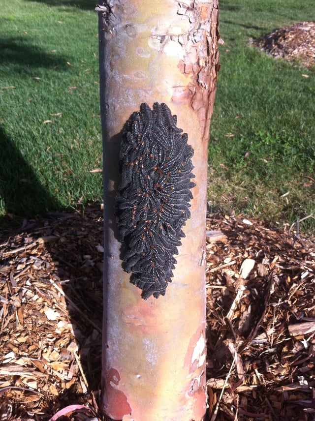 Anti-predator adaptation: spitfire sawfly larvae grouped together for safety in numbers