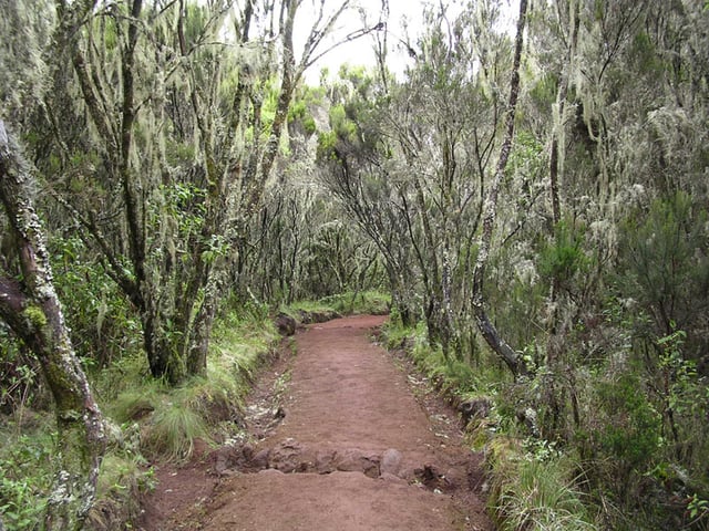 The Cloud forest on the Marangu route on the south eastern slope.