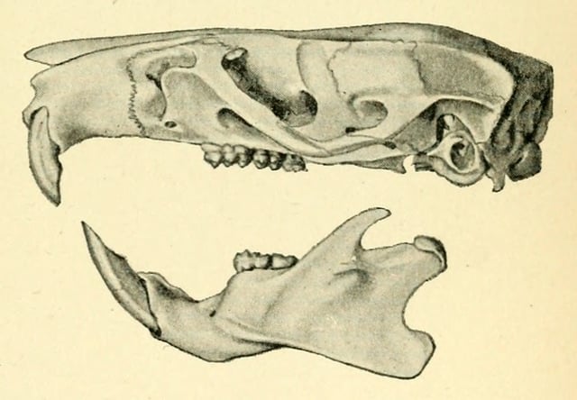 Skull