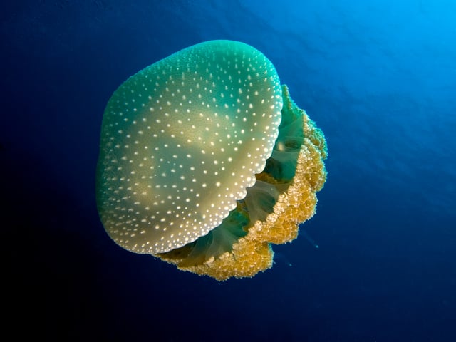 A white-spotted jellyfish off the north coast of Haiti
