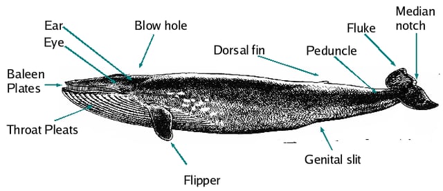 Features of a blue whale