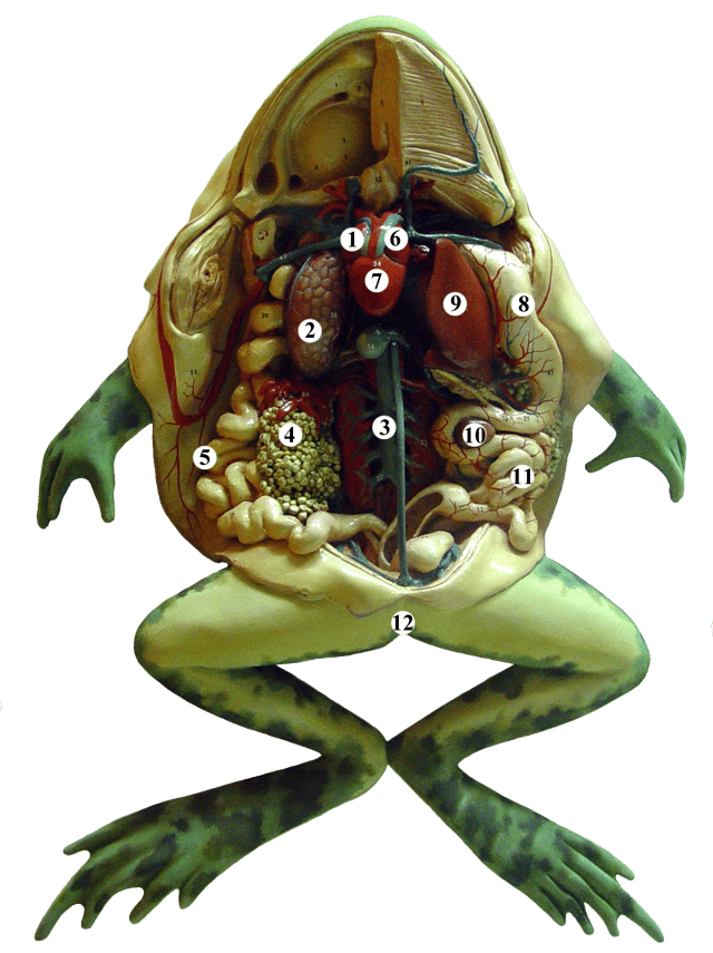 Dissected frog: 1 Right atrium, 2 Liver, 3 Aorta, 4 Egg mass, 5 Colon, 6 Left atrium, 7 Ventricle, 8 Stomach, 9 Left lung, 10 Spleen, 11 Small intestine, 12 Cloaca