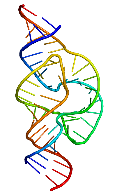 Structure of a hammerhead ribozyme, a ribozyme that cuts RNA