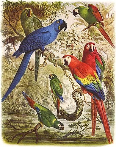 Glaucous macaw (behind hyacinth macaw) and other macaws. Macaws are long-tailed, often colorful New World parrots.