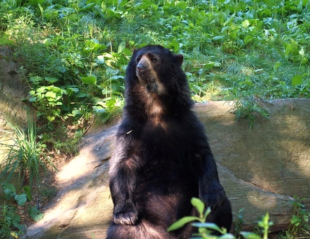 The spectacled bear is the only species found in South America.