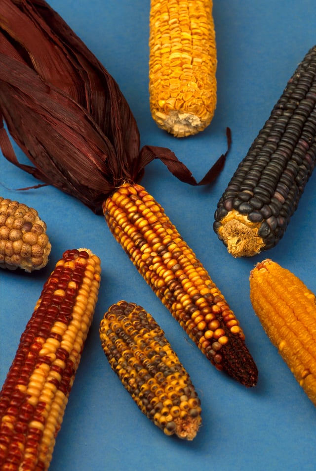 Maize grown by Native Americans