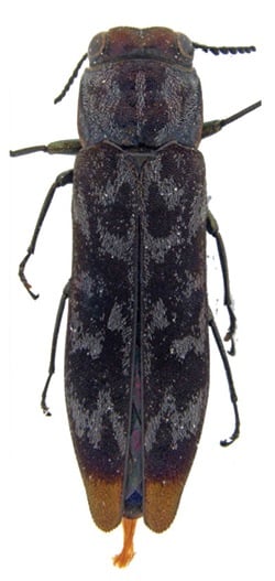 Agrilus laurenconi holotype.