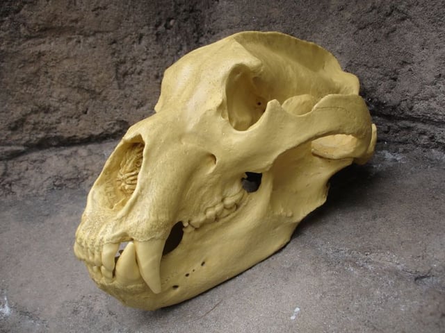 Brown bear skull