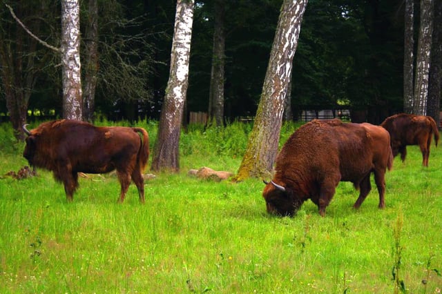 Białowieża Forest, an ancient woodland in eastern Poland and a UNESCO World Heritage Site, is home to 800 wild wisent.