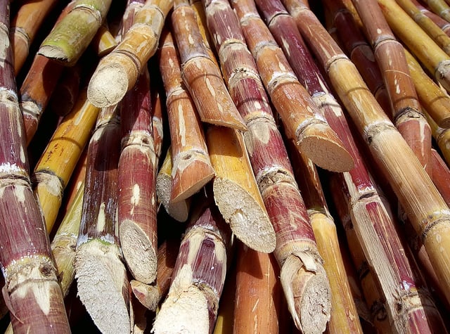 Harvested sugarcane from Venezuela ready for processing