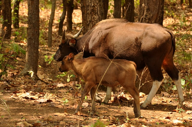 A cow with calf