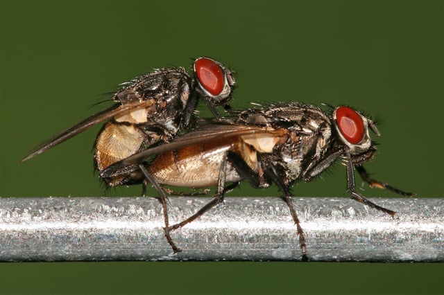 Mating houseflies