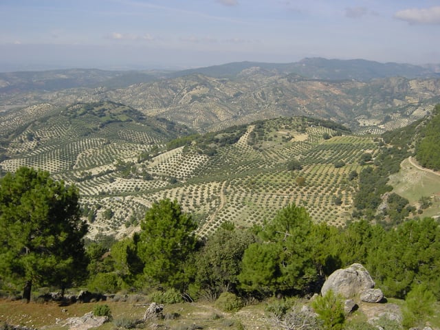 Olive orchards in Baños de la Encina province of Jaén.