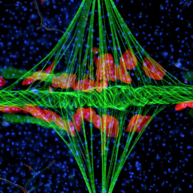 The tube-like heart (green) of the mosquito Anopheles gambiae extends horizontally across the body, interlinked with the diamond-shaped wing muscles (also green) and surrounded by pericardial cells (red). Blue depicts cell nuclei.