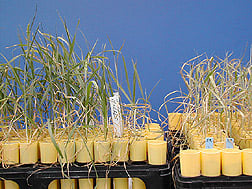 Wheat cultivar tolerant of high salinity (left) compared with non-tolerant variety