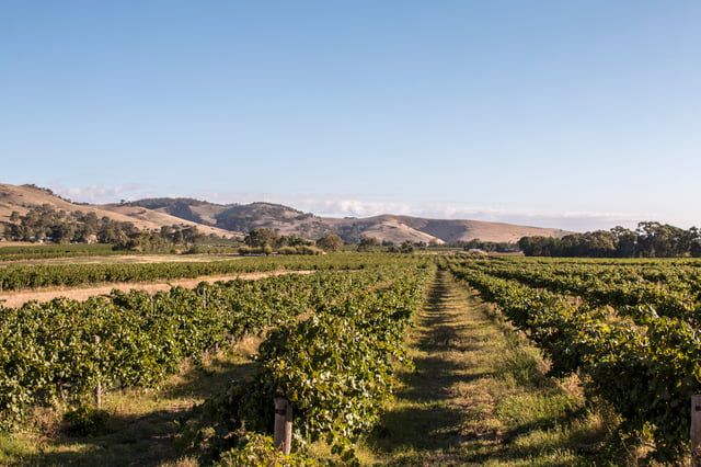 A vineyard in the Barossa Valley, one of Australia's major wine-producing regions. The Australian wine industry is the world's fourth largest exporter of wine.
