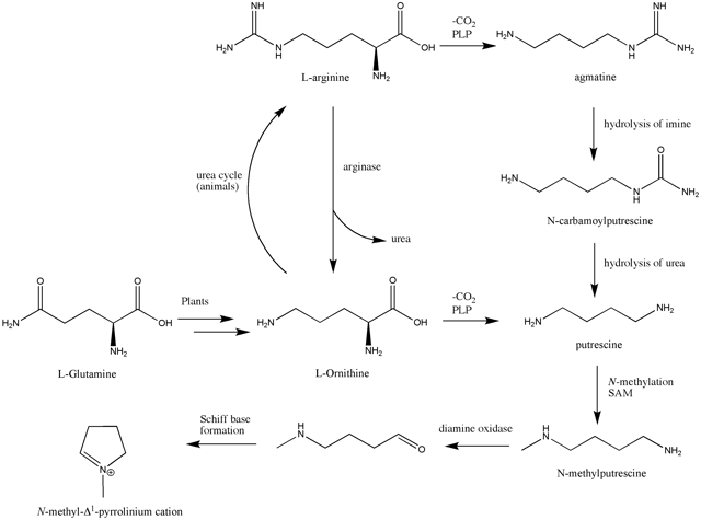 Biosynthesis of N-methyl-pyrrolinium cation