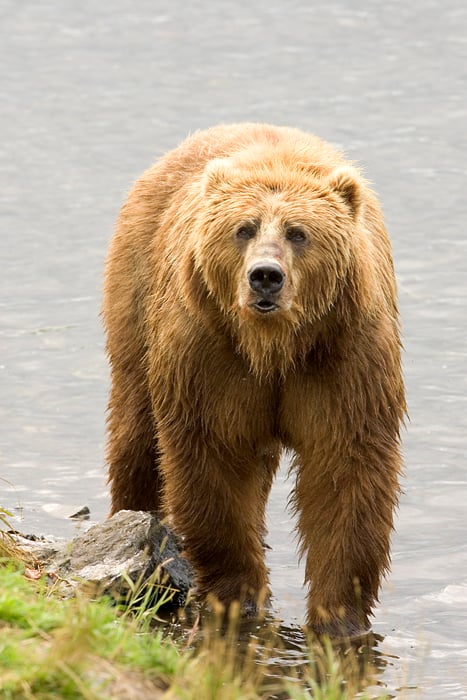 Considering pinnipeds and polar bears to be marine, the Kodiak bear is the largest of the living, land-based, mammalian predators.