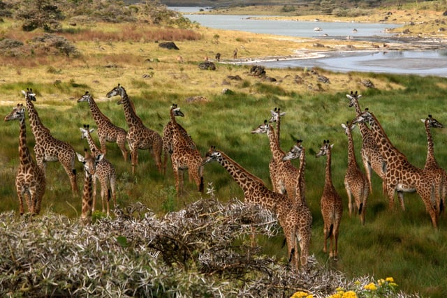 A tower of giraffes at Arusha National Park. The giraffe is the national animal.