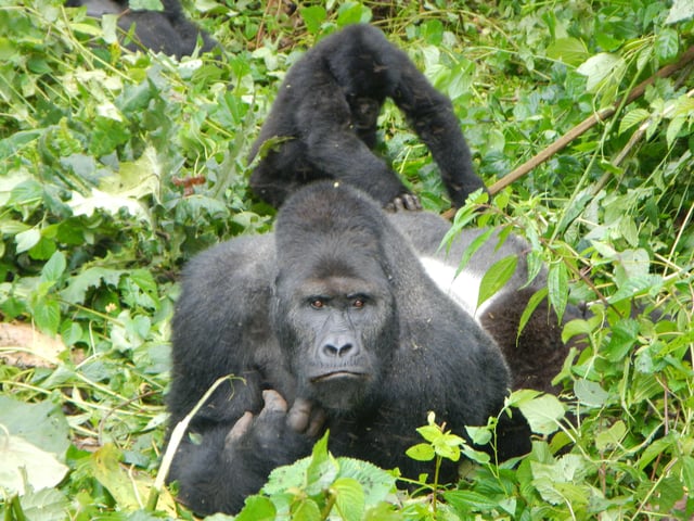 Eastern Lowland Gorilla in the Kahuzi-Biega National Park, Democratic Republic of the Congo