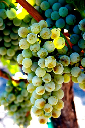 Ripe Sémillon grapes growing at a winery in the Napa Valley AVA.