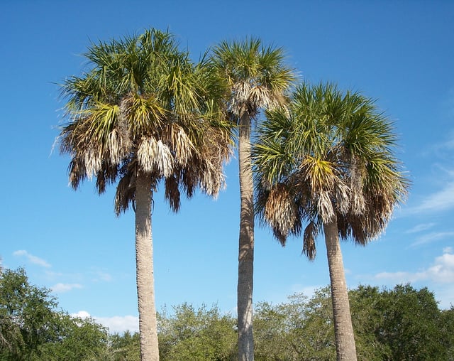 The state tree, Sabal palmetto, flourishes in Florida's overall warm climate.
