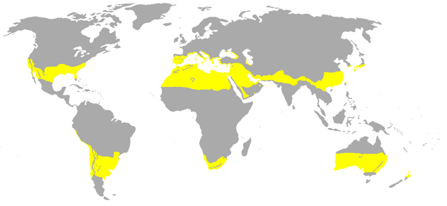 Subtropical climates are highlighted in yellow on this map.  People living in these areas may consume more energy as a result of DST.