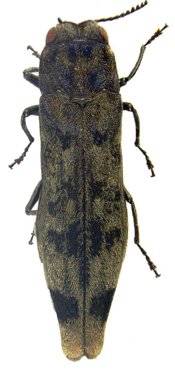 Agrilus umrongso holotype.