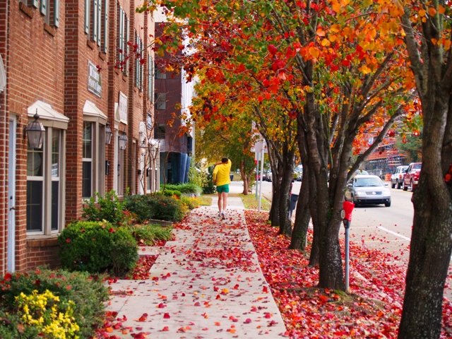 Tallahassee experiences four seasons. Shown are the autumn leaves along the sidewalks of Monroe Street in Downtown Tallahassee.