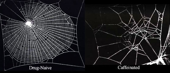 Caffeine effects on spider webs