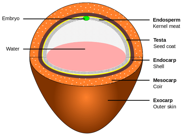 Layers of a matured coconut