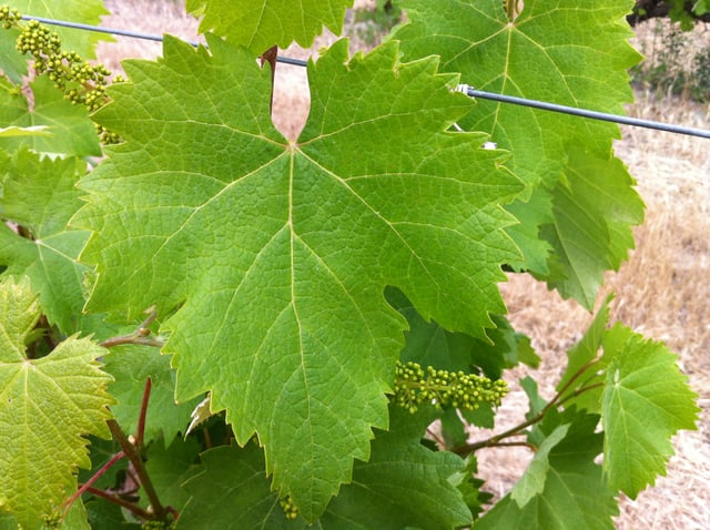 Mourvèdre leaf.