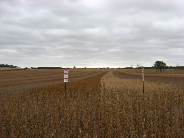 Different varieties of soybeans being grown together
