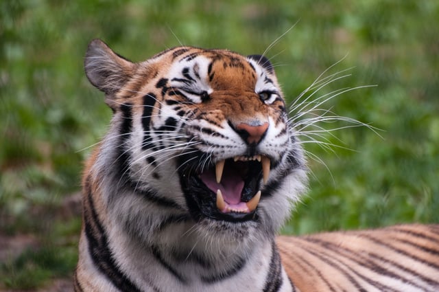An adult tiger showing incisors, canines and part of the premolars and molars, while yawning in Franklin Park Zoo