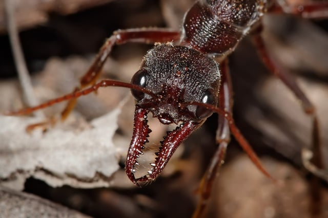 Bull ant showing the powerful mandibles and the relatively large compound eyes that provide excellent vision
