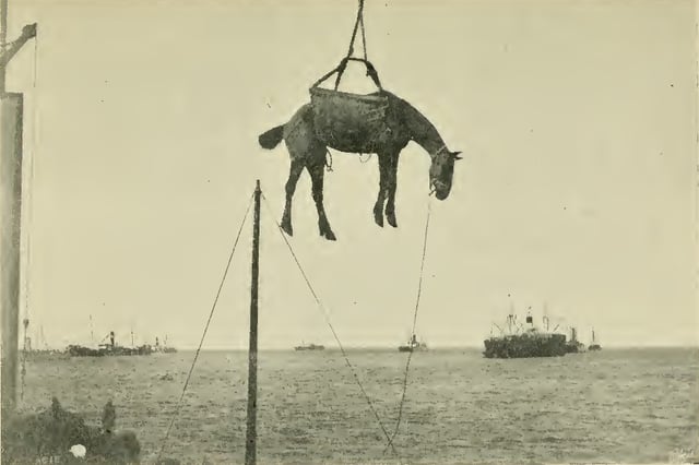 A horse destined to serve in the war, being off-loaded in Port Elizabeth