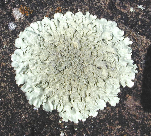 About 400 species of lichen-forming fungi are known to exist in Antarctica.