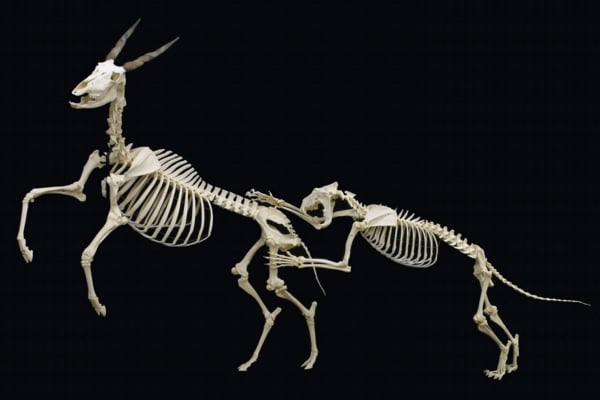 A skeletal mount of a lion attacking a common eland, on display at The Museum of Osteology