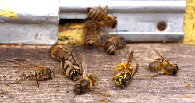 Willing to die for their sisters: worker honey bees killed defending their hive against wasps, along with a dead wasp. Such altruistic behaviour may be favoured by the haplodiploid sex determination system of bees.