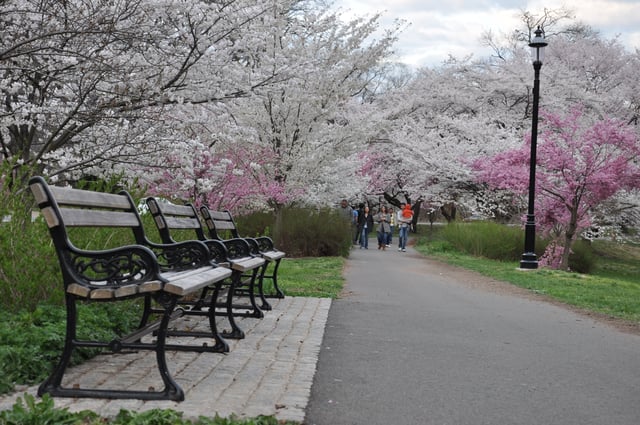Cherry blossoms in Branch Brook Park