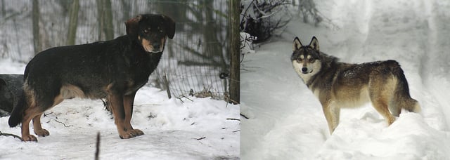 Wolf-dog hybrids. The first is the product of a male wolf and a female spaniel, the second from a female wolf and a male West Siberian Laika