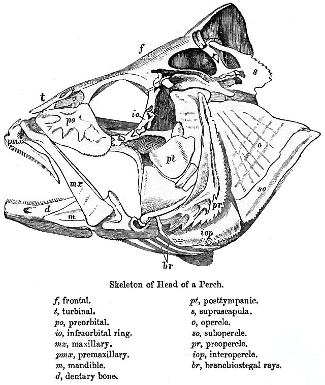 Fish head parts, 1889, Fauna of British India, Sir Francis Day